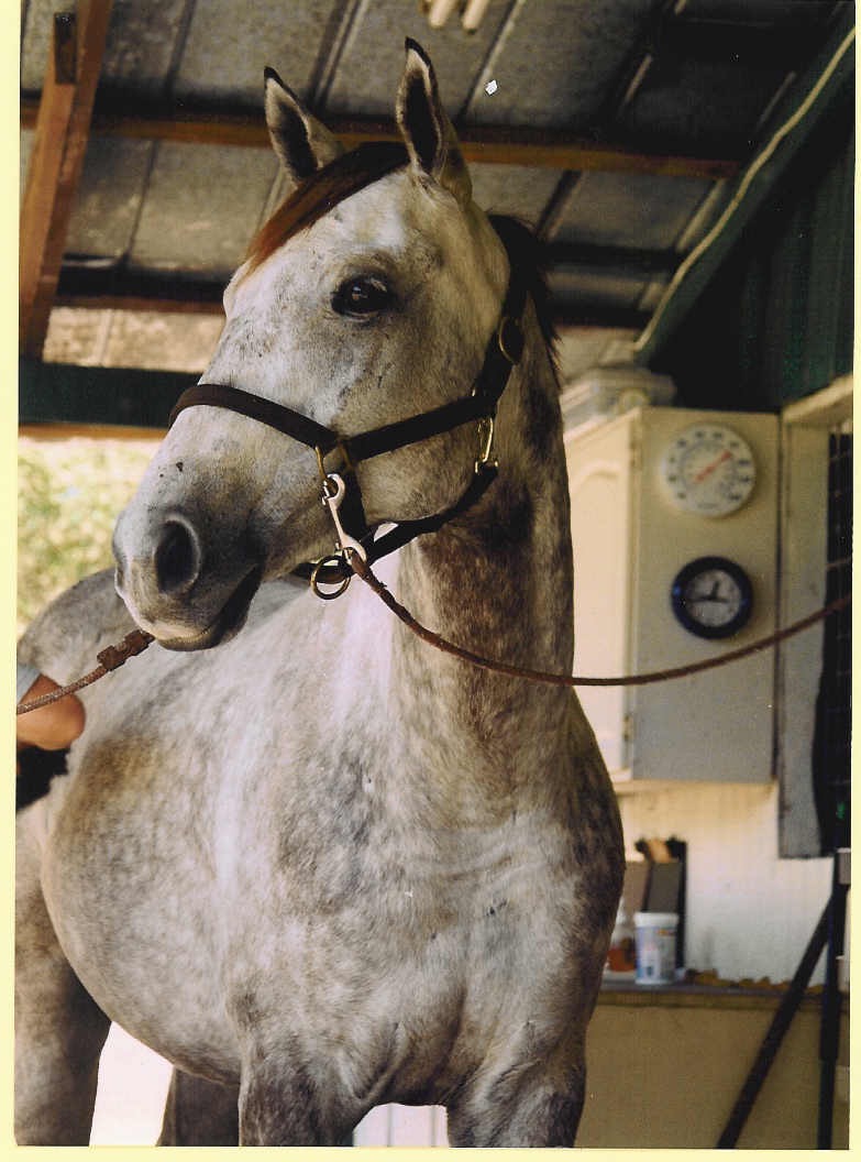 My sweet Shadow. He's no longer with us now. He died of colic just before his 8th birthday. 