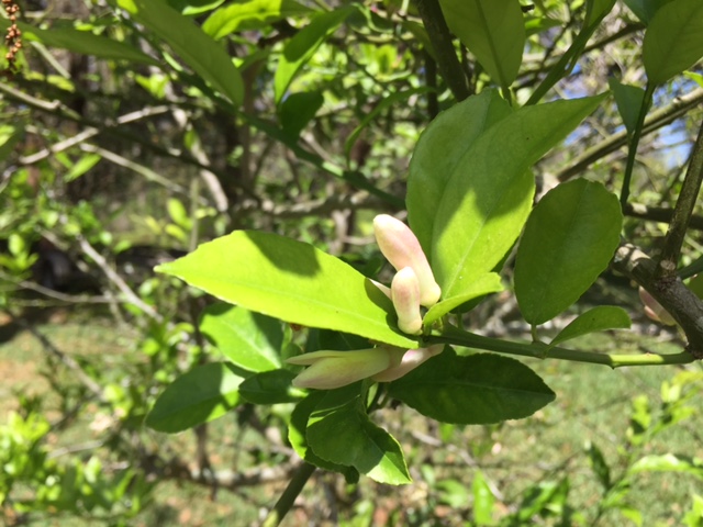 Buds on our Meyer lemon tree