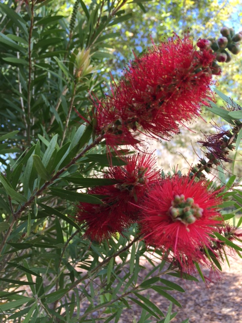 Blossoming Bottlebrush