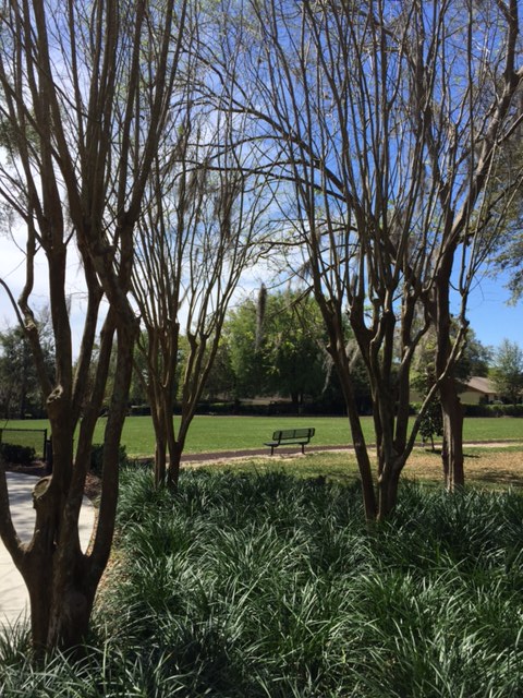 Skeletal Crepe Myrtle with Tiny New Leaves