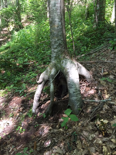 This beech standing on tiptoe could be the next victim of erosion on our mountain slopes.