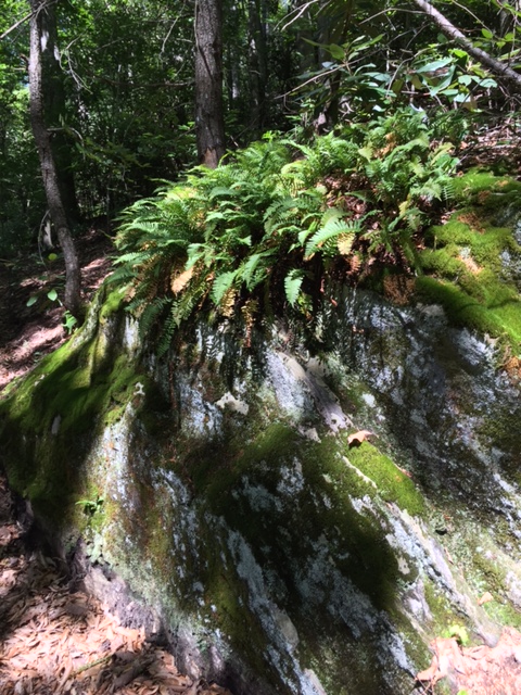 My patting boulder. Old lady with fern hat or Green Man?